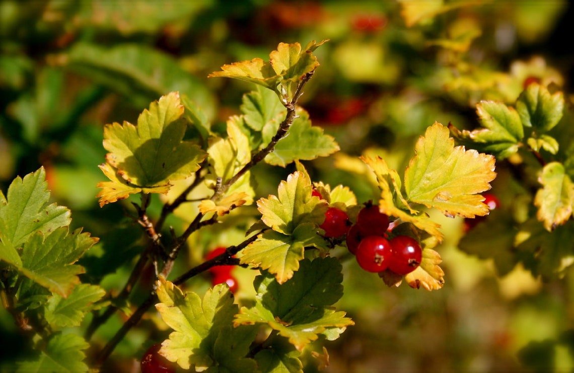 Alpine Currant {Ribes Alpinium} Flowering Ornamental  20 Seeds