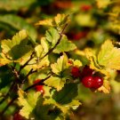Alpine Currant {Ribes Alpinium} Flowering Ornamental  20 Seeds