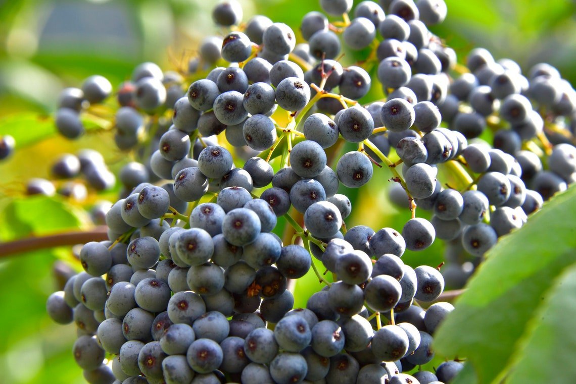 Blue Elderberry 150+ Seeds (Sambucus Caerulea)
