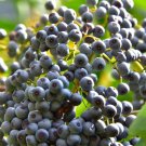 Blue Elderberry 150+ Seeds (Sambucus Caerulea)