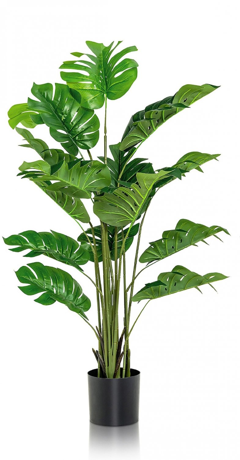Split Leaf Philodendron {Philodendron Selloum} Tropical Houseplant  10 Seeds