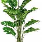 Split Leaf Philodendron {Philodendron Selloum} Tropical Houseplant  10 Seeds