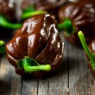 Chocolate Habanero {Capsicum Chinense} Heirloom Salsa Sauce Dry Rub Versatile Pepper 20 Seeds