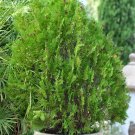 Biota Dwarf Thuja {Platydadus Orientalis Compacta} Vibrant Green  10 Seeds
