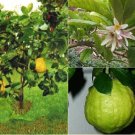 Citron {Citrus Medica} Organic  5 Seeds
