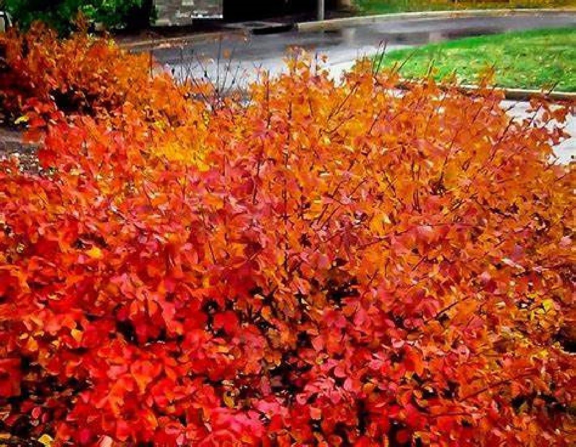 Konza Fragrant Sumac {Rhus Aromatica Konza} Vibrant Deciduous  Year Round Beauty 20 Seeds