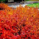 Konza Fragrant Sumac {Rhus Aromatica Konza} Vibrant Deciduous  Year Round Beauty 20 Seeds