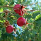 Alpine Honeysuckle {Lonicera Alpigena} Ornamental Shrub  20 Seeds