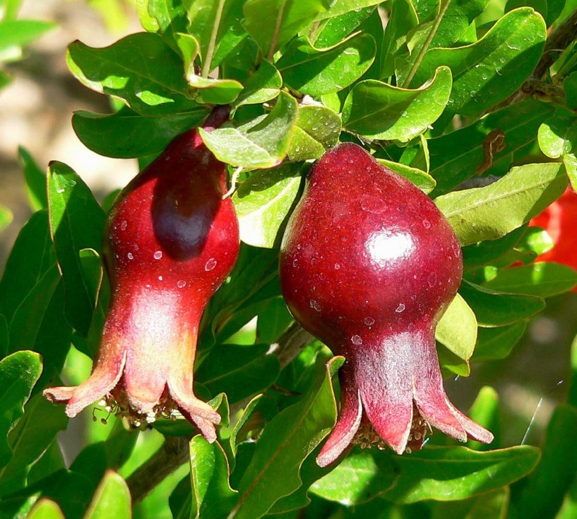 Dwarf Pomegranate Organic {Punica Granatum Nana} Edible  20 Seeds