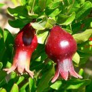Dwarf Pomegranate Organic {Punica Granatum Nana} Edible  20 Seeds