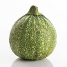 Zucchini Round 50 Summer Squash Seeds