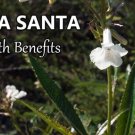 Organic Yerba Santa {Eriodictyon Californicum} Flowering Herb  20+ Seeds