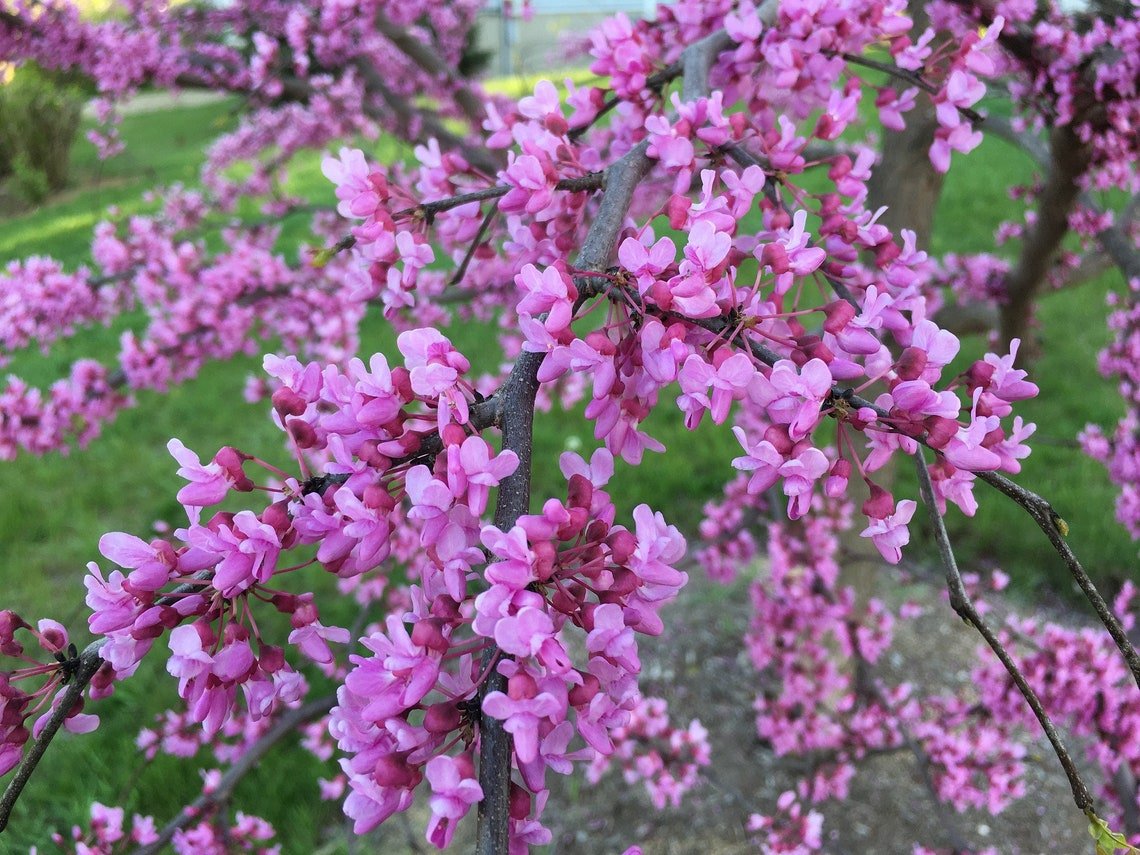 Avondale Redbud Tree  10 Seeds
