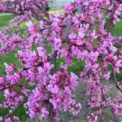 Avondale Redbud Tree  10 Seeds