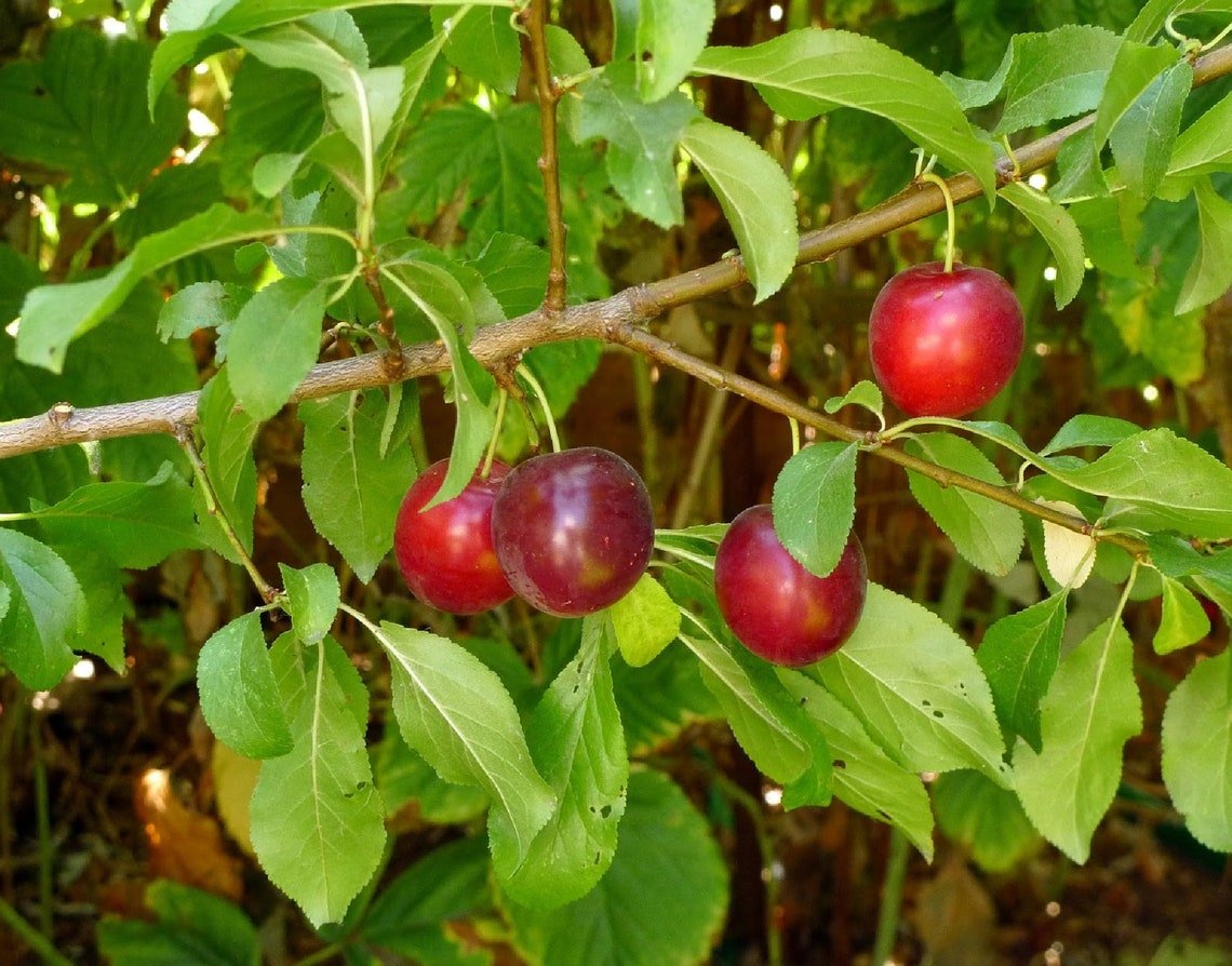 Cherry Plum Tree {Prunus Americana}  Organic  5 Seeds