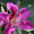 Purple Orchid Tree {Bauhinia Purpurea} Exotic Showy Blooms  10 Untreated Seeds