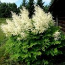 Goats Beard {Aruncus Dioicus} Showy Plumes  100+ Seeds