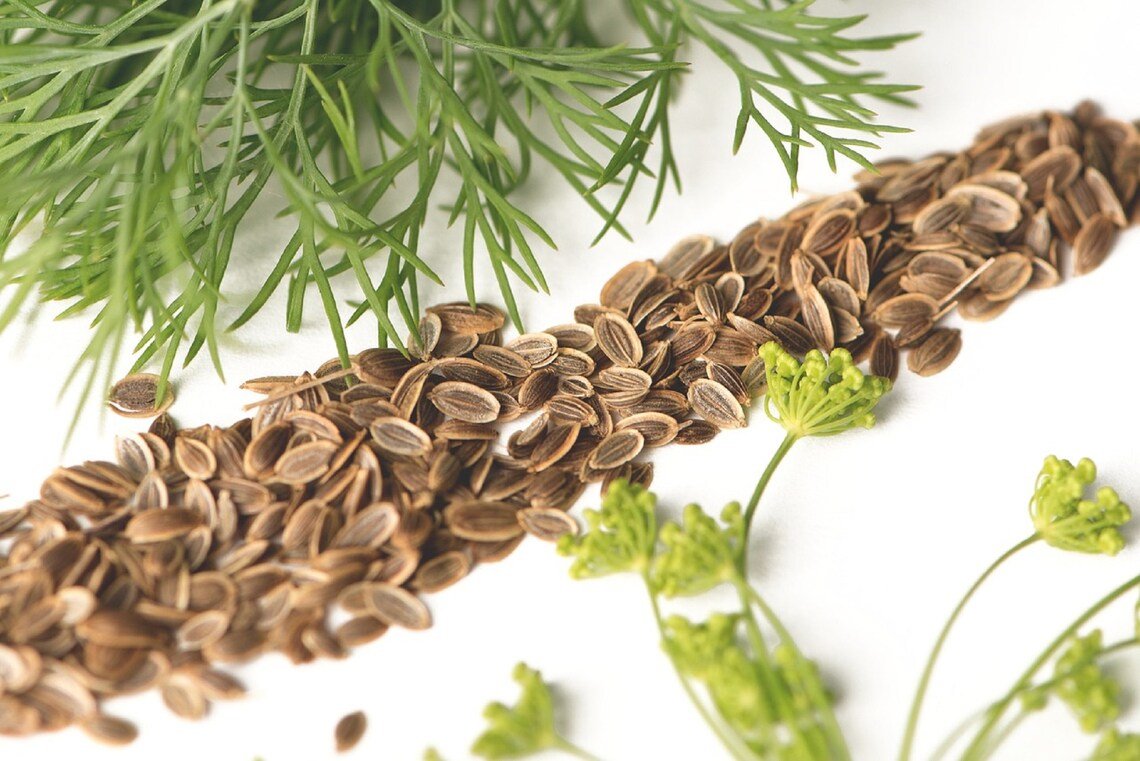 500+ Dill Bouquet Seeds
