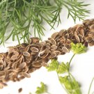 500+ Dill Bouquet Seeds