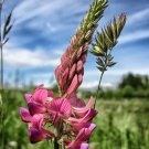 Pink Sainfoin {Onobrychis Viciifolia} Showy Blooms  50+ Seeds