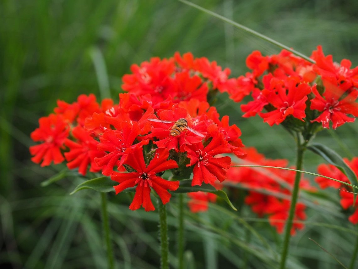 Maltese Scarlett Cross {Lychnis Chalcedonica} Heat Resistant Perennial  50+ Seeds