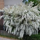 Bridalveil {Genista Monosperma} Showy Ornamental Shrub  White Blooming 10 Viable Seeds