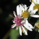 Calico Aster {Symphyotrichum Lateriflorum} Lady In Black  100+ Seeds