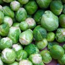 Long Island Improved Brussel Sprout Brassica Oleracea Heirloom Micro Green Favorite! Fast Germinatio