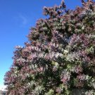 Purple Leaved Acacia {Baileyana V Purpurea} Showy Blooms  10 Seeds