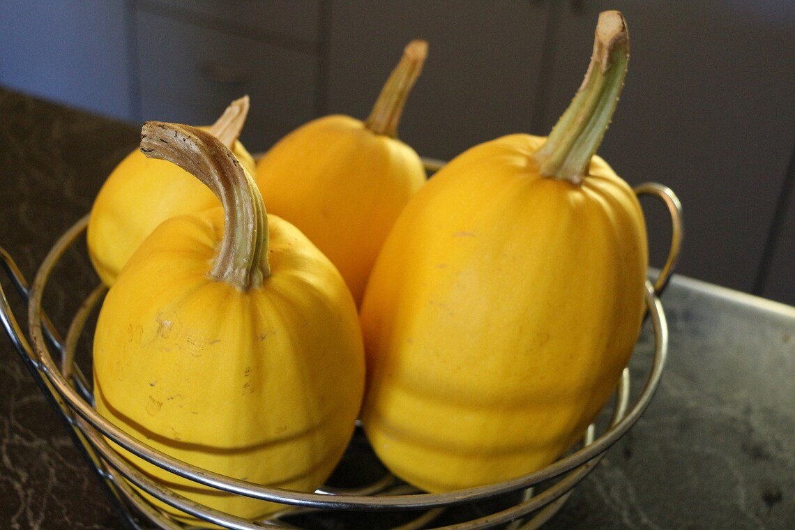 Spaghetti Squash {Cucurbita Moschata} Heirloom Winter Squash Non-Gmo 20 Seeds