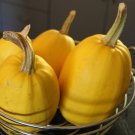 Spaghetti Squash {Cucurbita Moschata} Heirloom Winter Squash Non-Gmo 20 Seeds