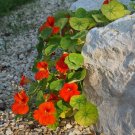 25 Nasturtium Seeds (Mix) Rock Cress Climbing Edible Flowers (Tropaeolum Majus)