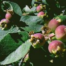 Utah Serviceberry {Amelanchier Utahensis} Organic Fruiting Shrub  5/20 Pre-Stratified Seeds