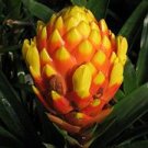 Bromeliad Guzmania Teuscheri Ornate Houseplant  Epiphyte Plant 5 Seeds
