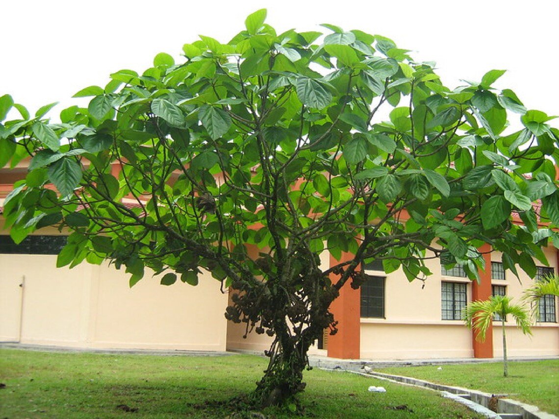 Elephant Ear Fig Tree {Ficus Auriculata} Organic  2023 Harvest 10 Seeds