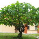 Elephant Ear Fig Tree {Ficus Auriculata} Organic  2023 Harvest 10 Seeds