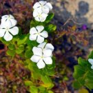 100+ Dwarf White Periwinkle Seeds (Vinca Rosea Little Blanche) Flowers Ground Cover