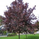 Purple Shubert Chokecherry {Prunus Virginiana}  20 Seeds