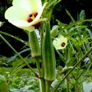 Organic Musk Okra {Abelmoschus Moschatus} Showy Blooms  10 Seeds