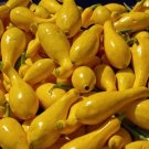 Yellow Crookneck Squash Vegetable 50 Seeds