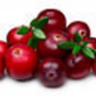 Bearberry Wild Cranberry 50 Seeds: Edible Berry Shrub Tree Evergreen Attractive