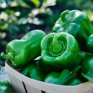 100 California Wonder Bell Pepper Seeds - Non-Gmo Heirloom  Great Container Or Patio Gardening Veget