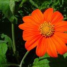 Florist Choice! Torch Tithonia Rotundifolia Mexican Sunflower Heat & Drought Resistant 50+ Seeds