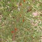 Desert Tomato {Lycium Andersonii} Edible  Heat Tolerant 50+ Seeds W Chaff