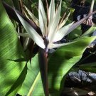White Birds Of Paradise {Strelitzia Nicolai} Rare Tropical  3Seeds