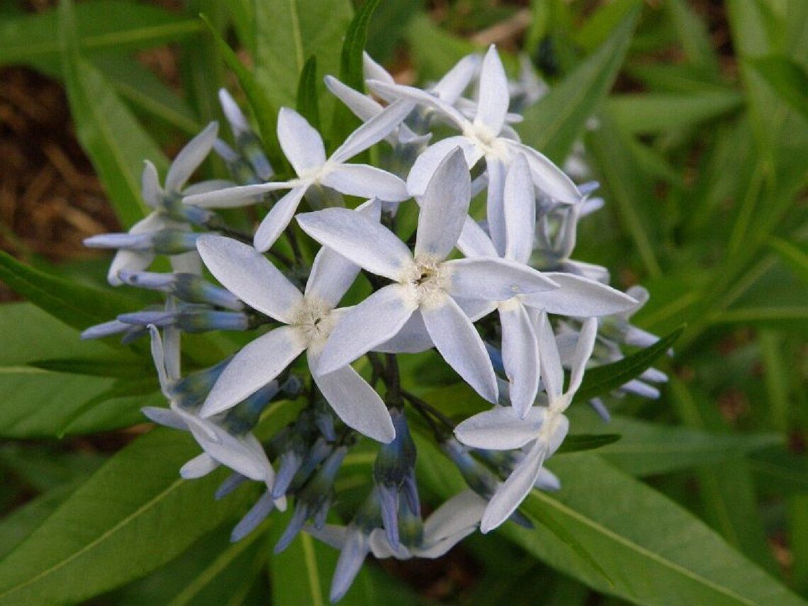Ozark Shining Bluestar {Amsonia Illustris} Cutting Favorite  30 Seeds