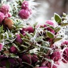 Coralberry Indian Currant {Symphoricarpos Orbiculatus} 20+ Seeds