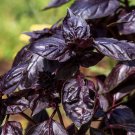 Thai Basil Purple (Ocimum Basilicum) Non-Gmo 450+ Seeds Micro Green!