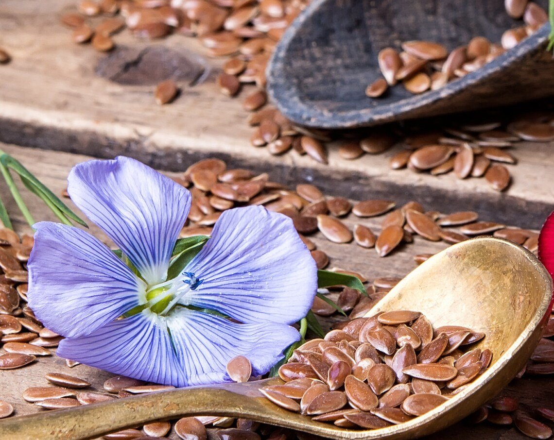 2000+ Blue Linum Flax Flower Seeds