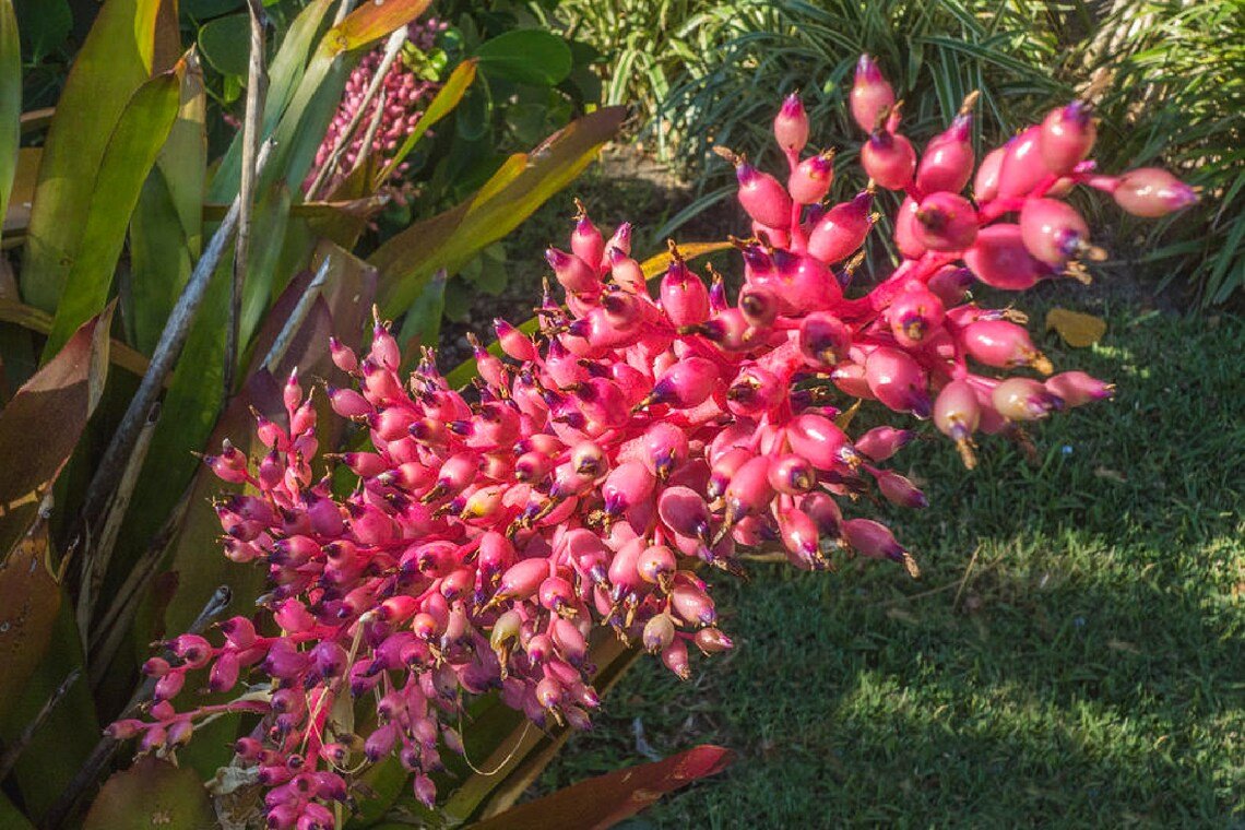Bromeliad Silver Vase {Aechmea Bracteata} Flowering  10 Seeds